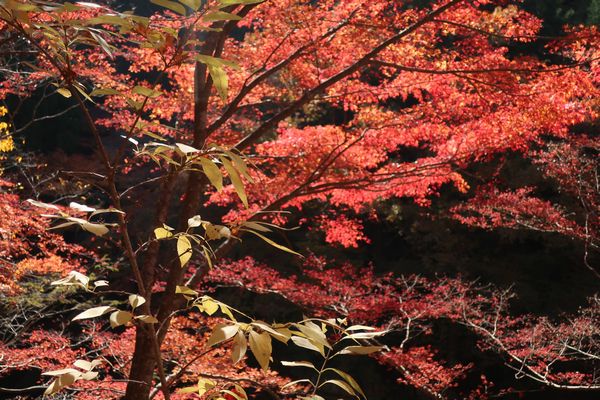 奥津渓谷の紅葉