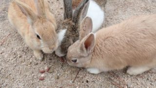 Rabbit Island　大久野島