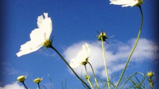 北房のコスモス