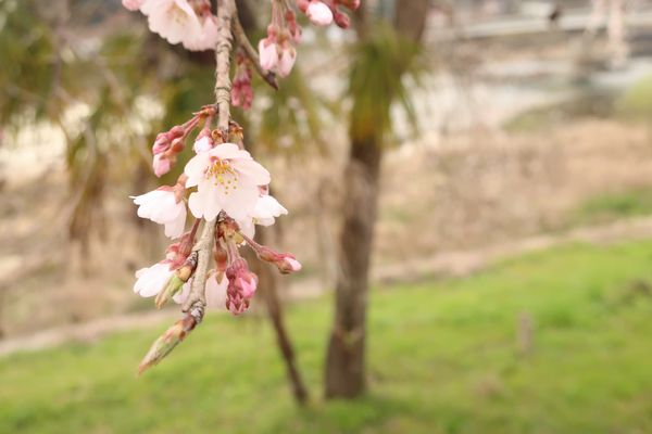 福渡の桜