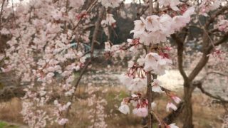 福渡の桜