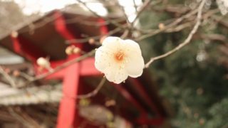 吉備津神社の梅